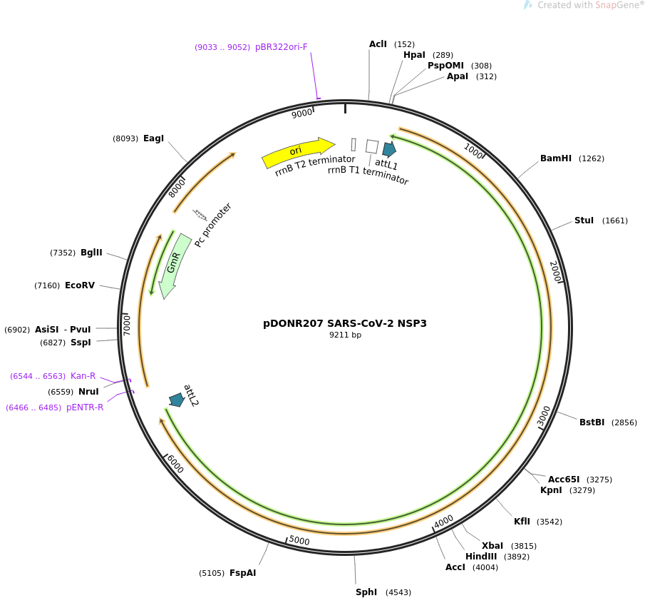 pDONR207 SARS-CoV-2 NSP3质粒图谱